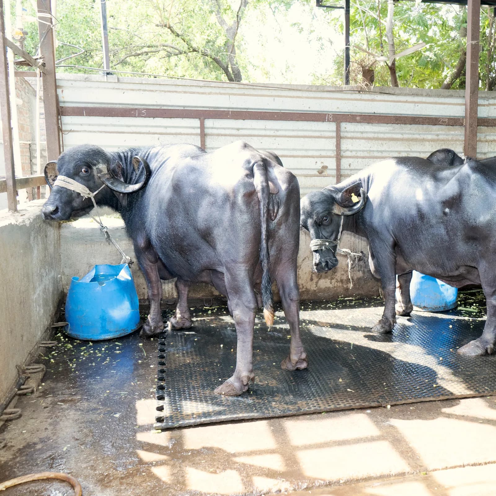 Buffalo Milk