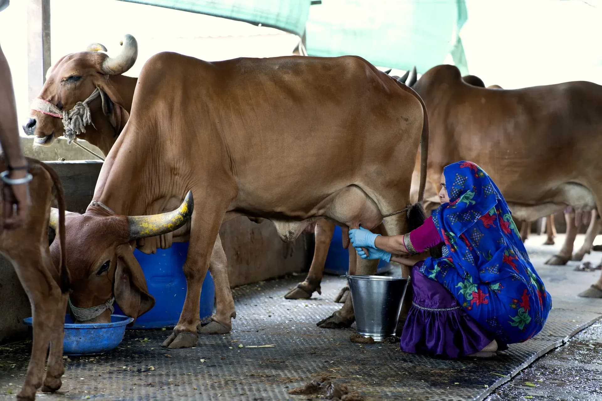 A Gir cow being milked by hand, wearing gloves, in our shed